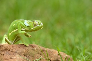 Lézards, grenouilles &amp; co