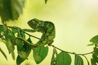 Lézards, grenouilles &amp; co