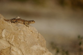 Lézards, grenouilles &amp; co