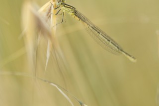 Macro