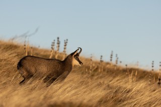 Chamois