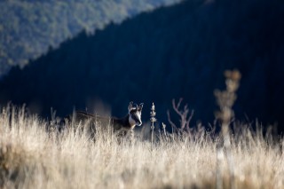 Chamois