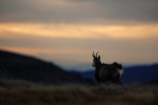 Chamois