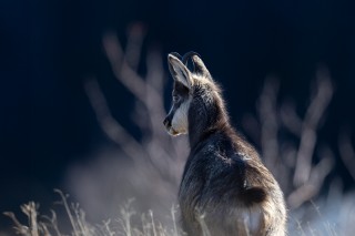 Chamois