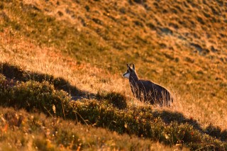 Chamois