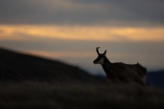 Chamois