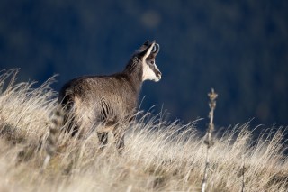 Chamois