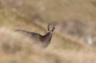 Chamois