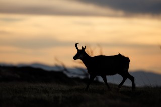 Chamois