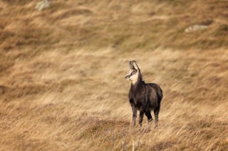 Chamois