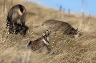Chamois