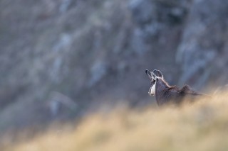 Chamois