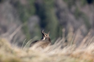 Chamois