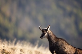 Chamois