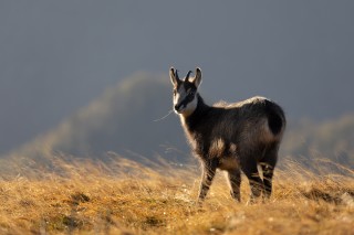 Chamois