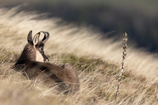 Chamois