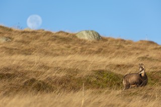 Chamois