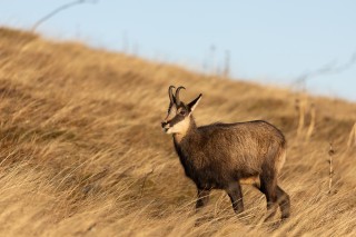 Chamois