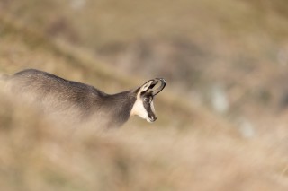 Chamois