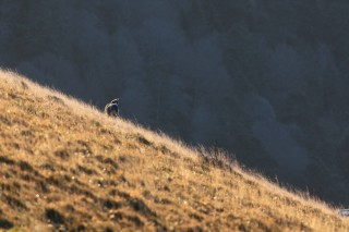 Chamois