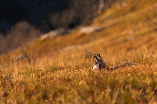 Chamois