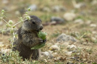 Marmottes