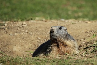 Marmottes