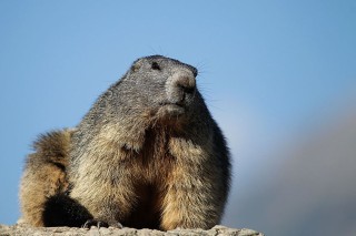 Marmottes