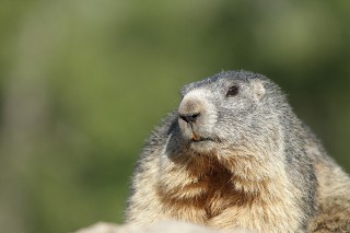 Marmottes