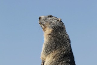 Marmottes