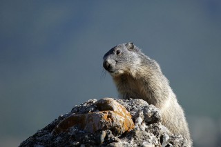 Marmottes