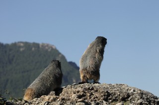 Marmottes