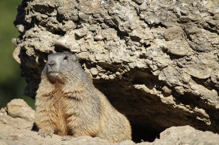 Marmottes