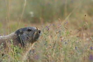 Marmottes