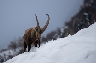 Mouflons, Bouquetins