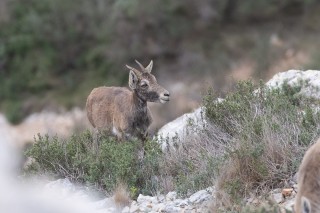 Mouflons, Bouquetins