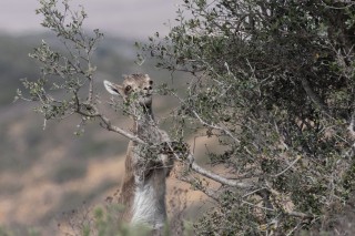 Mouflons, Bouquetins