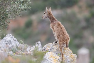 Mouflons, Bouquetins