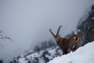Mouflons, Bouquetins