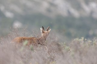 Mouflons, Bouquetins