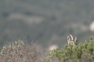 Mouflons, Bouquetins