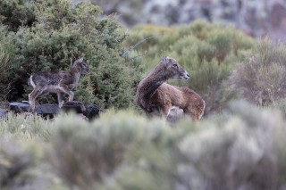 Mouflons, Bouquetins