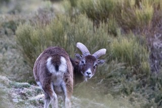 Mouflons, Bouquetins