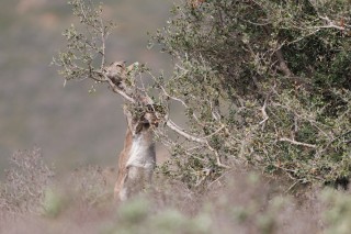Mouflons, Bouquetins