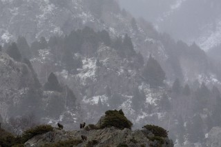 Mouflons, Bouquetins
