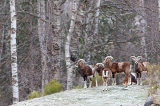 Mouflons, Bouquetins