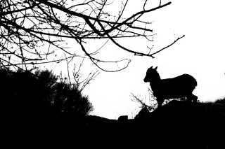 Mouflons, Bouquetins