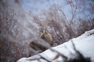 Mouflons, Bouquetins