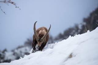Mouflons, Bouquetins