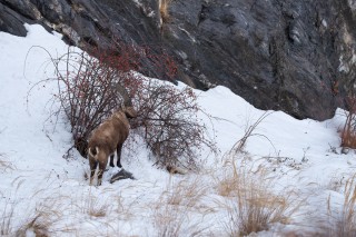 Mouflons, Bouquetins